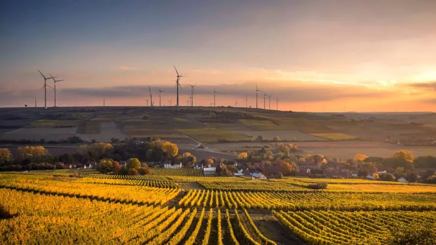 View of an agricultural field at sunset with wind turbines in the background