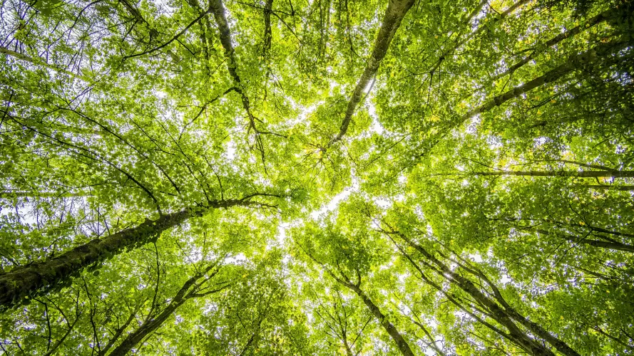 A tree canopy with sunlight coming through