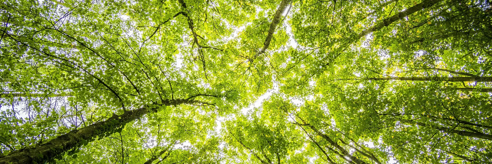 A tree canopy with sunlight coming through